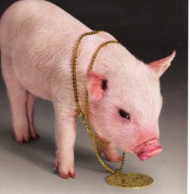 猪场用药别只盯头孢！这8类抗生素用对场景更高效