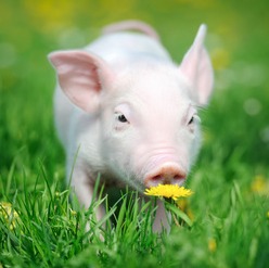 猪场免疫新革命：无针技术到底值不值得上？