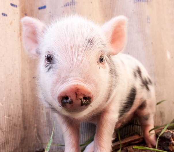 饲料涨价潮下，养猪场如何科学降本增效？这四大策略助你突围！