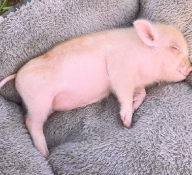 【超前猪价大预测】2.28日 ~3月2日！全国猪价！