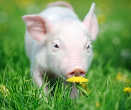 春季养猪抓住这6点，猪群健康长得快，钱包越来越鼓！