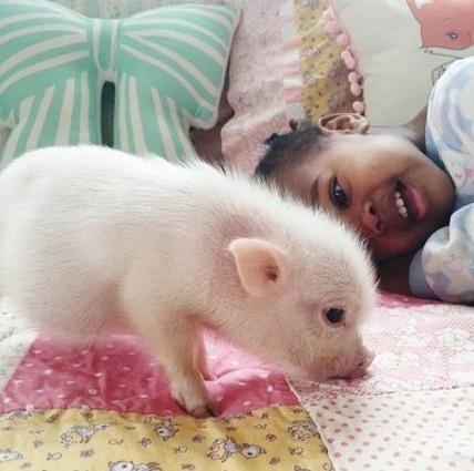 谈"瘟"色变? 非洲猪瘟全球肆虐，养猪如何筑牢“无疫堡垒”？