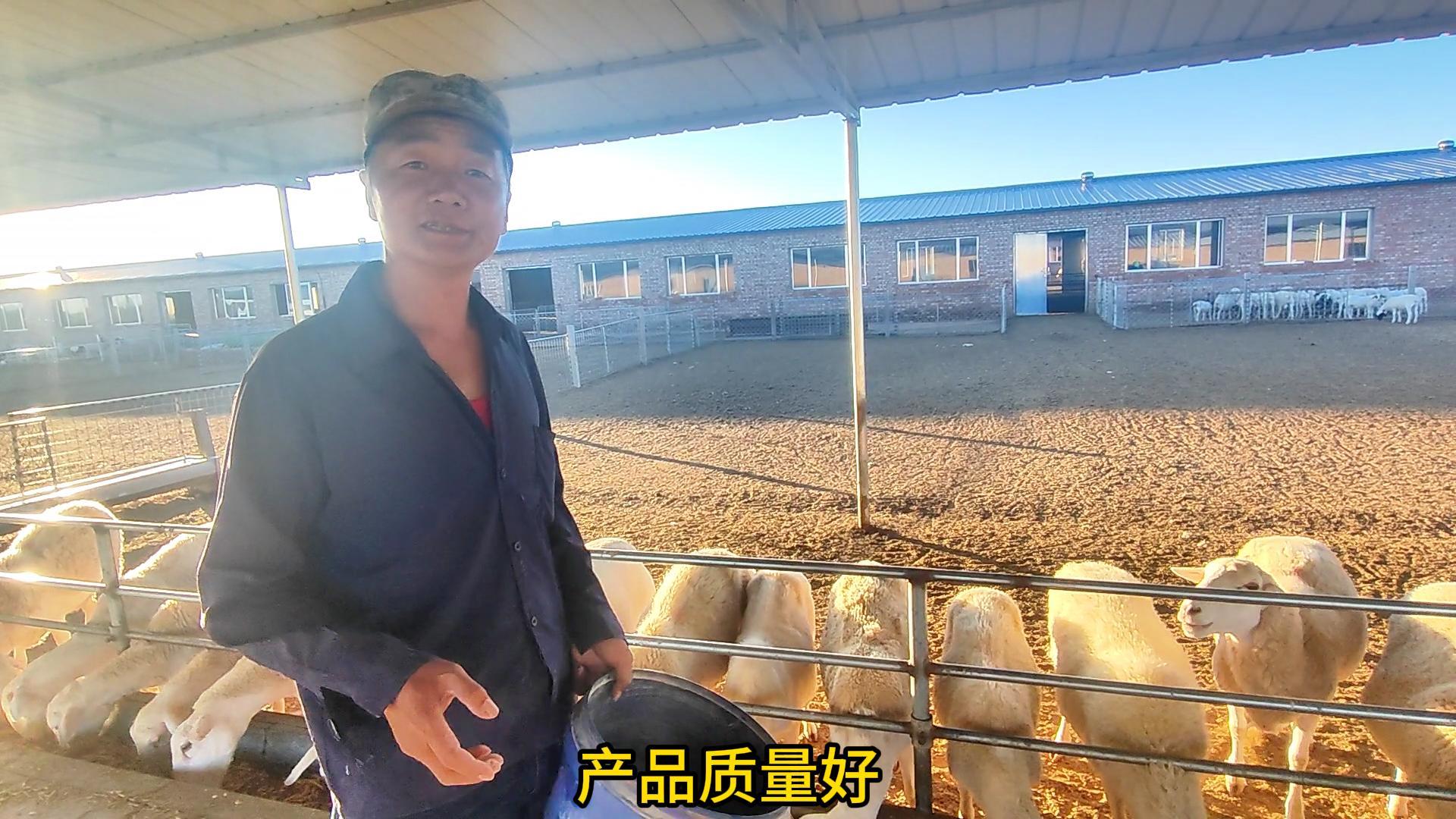 育成羊的饲养管理