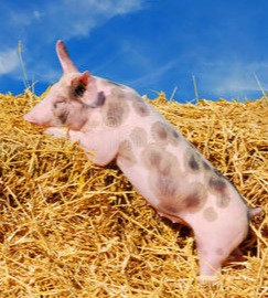 震惊！3月1日起实施，国家生猪屠宰新规出炉，养猪户必看！