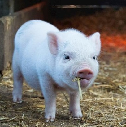 两会发声！刘永好：今年猪价可能适当下行，投入超400亿元进行转型