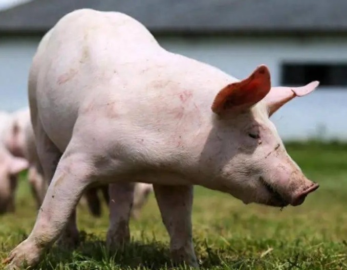 猪价调整！【明天猪价】3月4日生猪价格涨跌表！