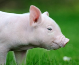 老配早、少配晚、不老不少配中间——母猪配种时间的科学把控！