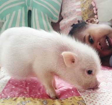 今年的生猪行情怎么看？