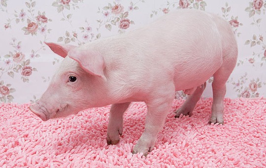 2025年3月4日生猪行情