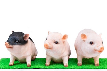 养猪技术的要点是什么？一文看明白