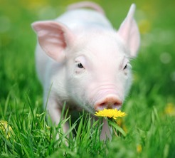 生猪高效健康养殖关键技术