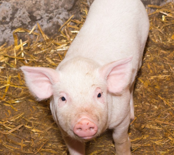 deepseek提示2025我国养猪业注意7大方面