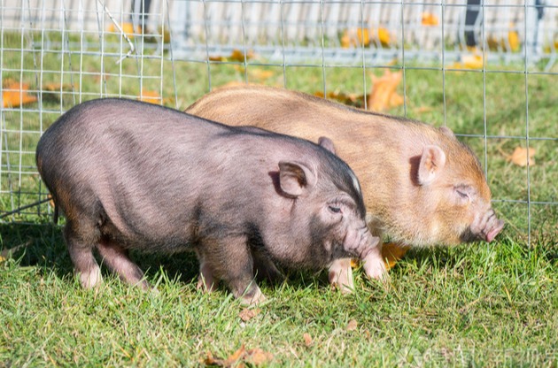 猪场磺胺类药物的使用策略与优化