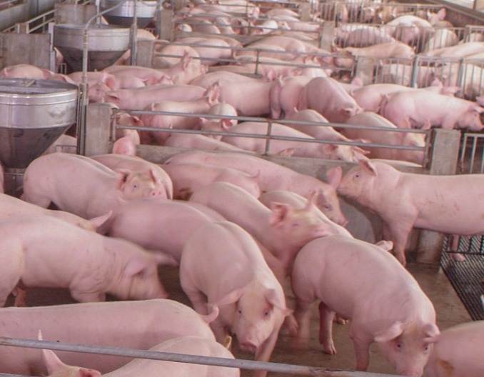 春季养猪的饲养管理要点