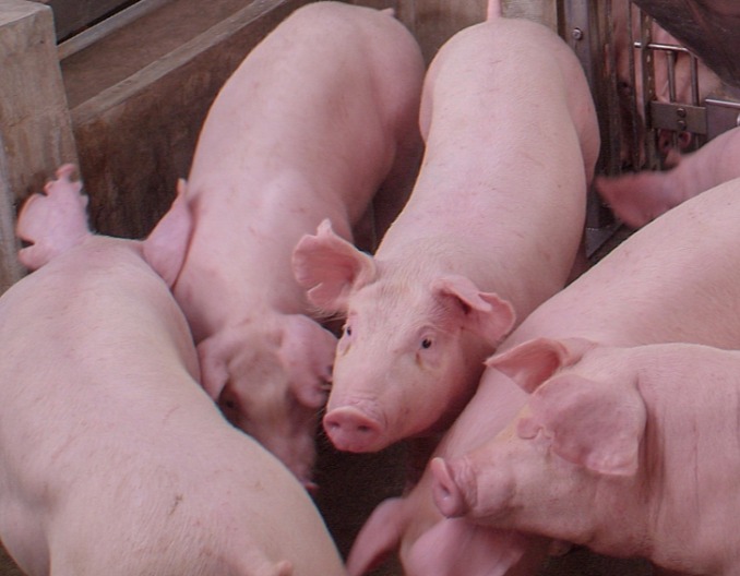 春季养猪疾病预防管理之猪繁殖与呼吸综合征