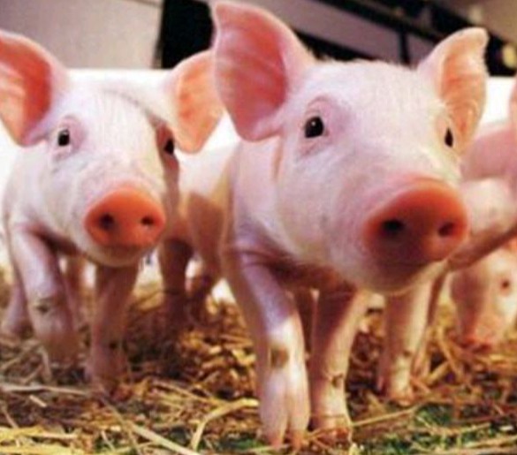 春季仔猪饲养管理技术要点