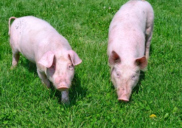 天康生物：公司目前养猪产能布局主要集中在新疆、甘肃、河南等区域