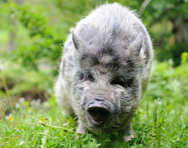 养猪场排污染黑河道，农田没法灌溉，村民：连清道夫鱼都死光了！