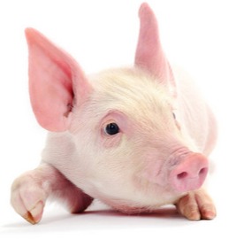 补栏注意！近期仔猪价格还要跌？养猪不是投机做生意！业内人士锐评小散必走之路！