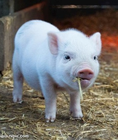 农业农村部畜牧兽医局：将对个别负债率较高猪企开展“窗口指导”