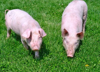 养猪大户都在用的“省料秘籍”，新手必学！