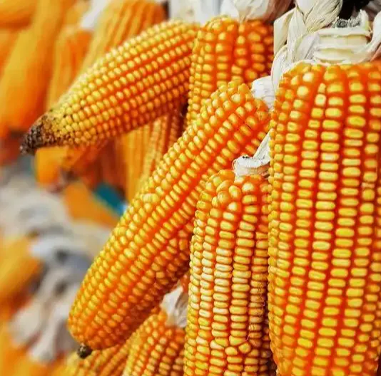 乳猪料生产中的玉米淀粉糊化度：如何找到最佳平衡点？