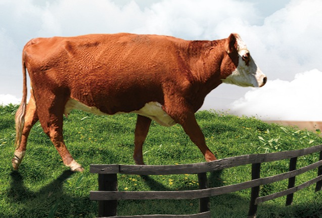 内蒙正大肉牛料系列产品