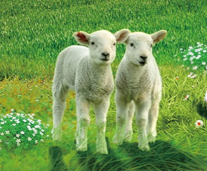 内蒙正大羔羊料系列产品