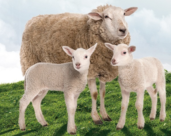 内蒙正大母羊料系列产品