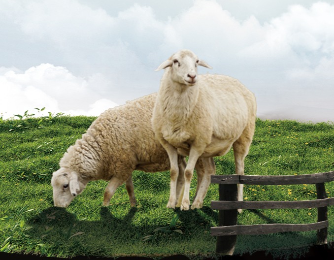 内蒙正大育肥羊三段式系列产品