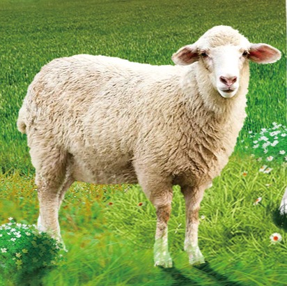 内蒙正大育肥羊系列产品