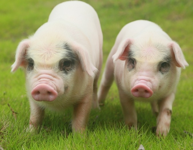 猪体温反复高烧怎么办？