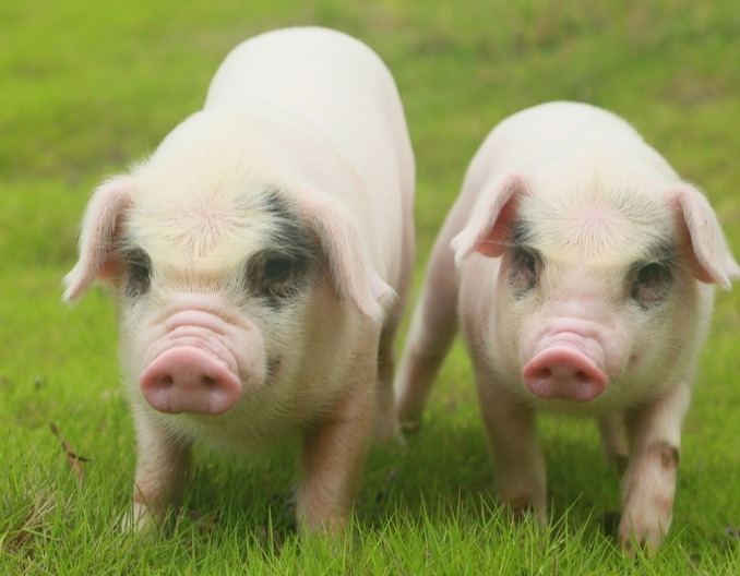 猪圆环病毒病及检测案例分析