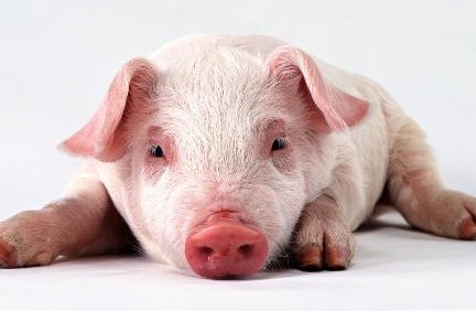 猪咋能离得了维生素？脂溶性维生素ADE与各种慢性疾病