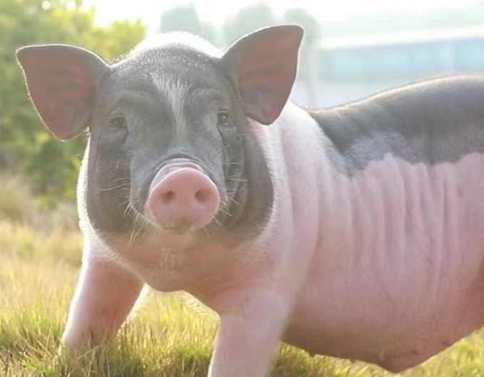 教你几招，识破饲料原料掺假！