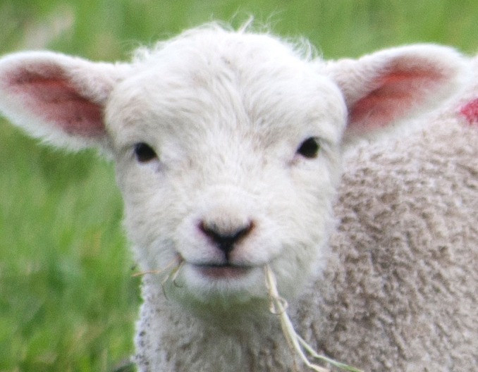 羊佝偻病有啥特征,如何防治?