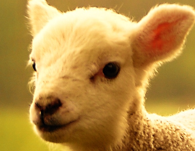 怎样自制草粉喂羊,吃的香,增重快?