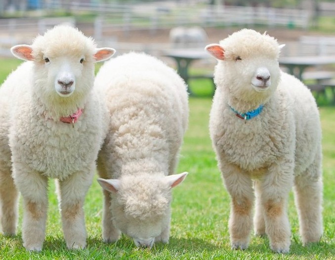 给羊喂尿素方法主要分为四种！记住！