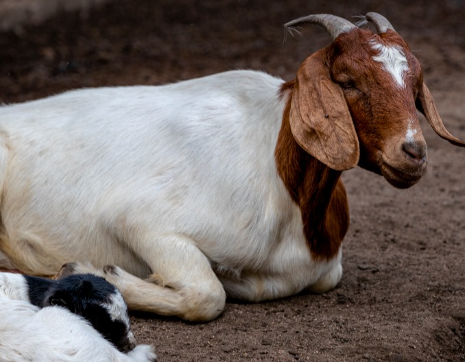 春季抓羊高峰期，买羔羊运到家后的处理办法