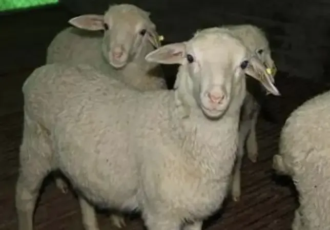 羊维生素 A 缺乏的防治!