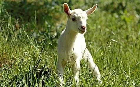 羊耳标，什么时候打合适？