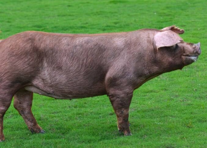 揭秘母猪核心环节管理：后备管理是猪场获得良好开端的关键因素！