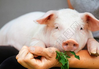 一夜反转！多重利好发力，猪市迎来“暴涨黄金期”？