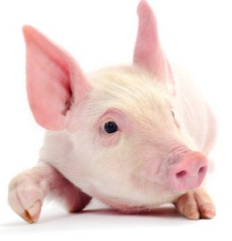 关税2.0，猪企千亿债务压顶，有巨头却在疯狂抢地盘