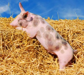 乡村振兴丨生猪产业规模不断扩大 实现产值9.83亿元