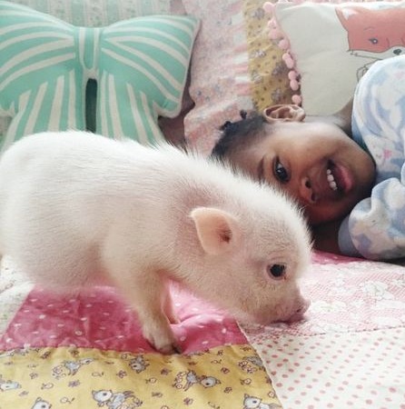 猪价走势如何？7-8月生猪市场还有没有断档期？官方最新回应！非常值得关注！