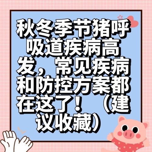 秋冬季节猪呼吸道疾病高发，常见疾病和防控方案都在这了！（建议收藏）