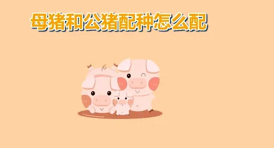 母猪人工配种的5大要点