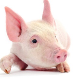 涨了涨了！【明天猪价】3月13日生猪价格涨跌表！