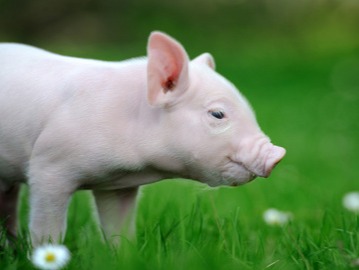 风向有变！【明天猪价】3月14日生猪价格涨跌表！